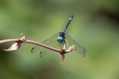 Micrathyria atra