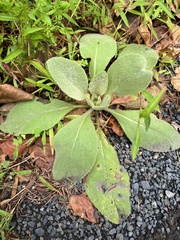 Stachys byzantina