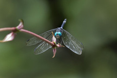 Micrathyria atra