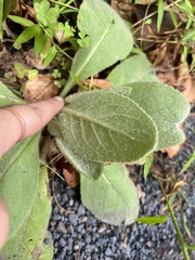 Stachys byzantina