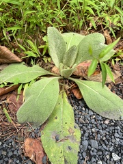 Stachys byzantina