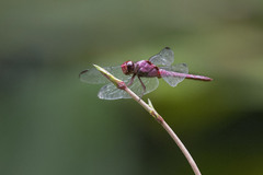 Orthemis discolor