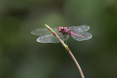 Orthemis discolor