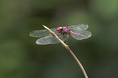 Orthemis discolor