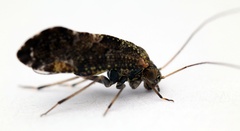 Nimbopsocus australis