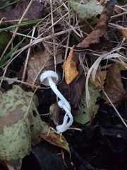 Stropharia pseudocyanea