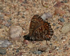 Callophrys niphon