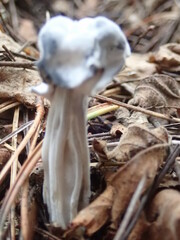 Hypomyces cervinigenus