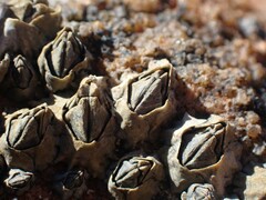 Austrominius modestus