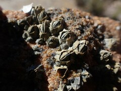 Austrominius modestus