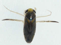 Corisella edulis