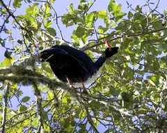 Oreophasis derbianus