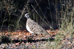 Geophaps scripta