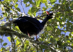 Oreophasis derbianus