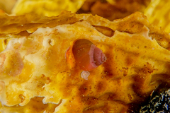 Cantharidus dilatatus