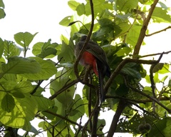 Trogon mexicanus