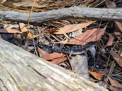 Amphibolurinae