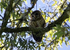 Strix fulvescens