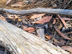 Amphibolurinae