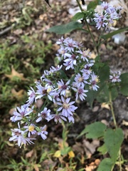 Symphyotrichum drummondii