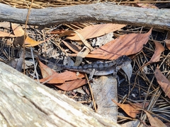 Amphibolurinae