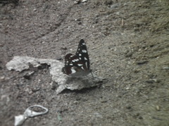Limenitis