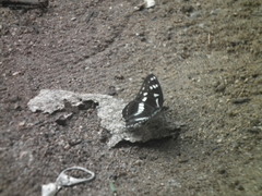 Limenitis