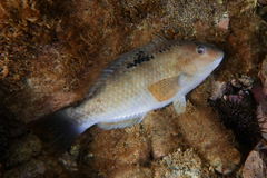Notolabrus celidotus