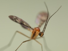 Keroplatidae