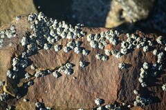 Austrominius modestus