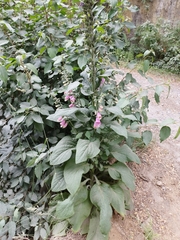 Digitalis