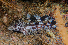 Chironemus marmoratus