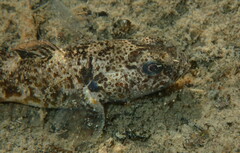 Gobiomorphus breviceps