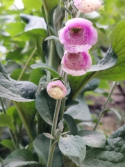 Digitalis