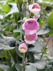 Digitalis