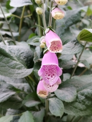 Digitalis