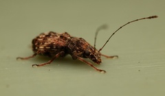 Anthribinae