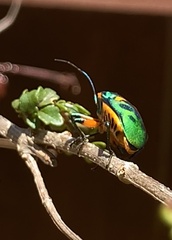 Scutiphora pedicellata