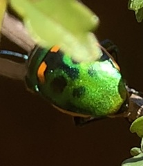 Scutiphora pedicellata