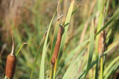 Typha orientalis