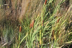 Typha orientalis