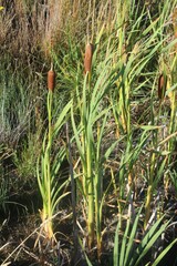 Typha orientalis