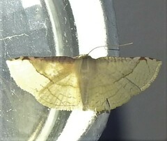 Hypolamprus ypsilon