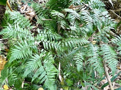 Diplazium taiwanense