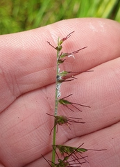 Pseudoregma panicola