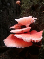 Mycena roseilignicola