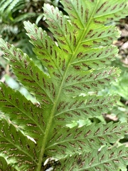 Diplazium taiwanense