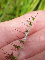 Pseudoregma panicola