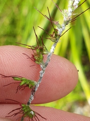 Pseudoregma panicola