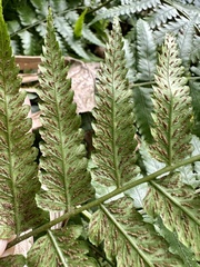 Diplazium taiwanense